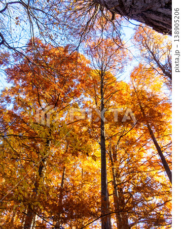 ラクウショウの大木の美しい紅葉 ラクウショウの大木の美しい紅葉 138905206