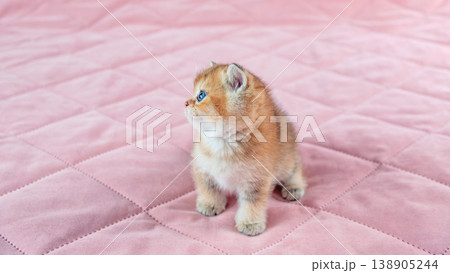 British breed golden chinchilla kitten. 138905244