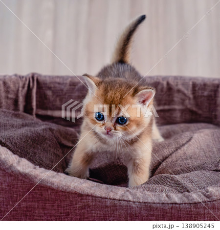 British breed golden chinchilla kitten. 138905245