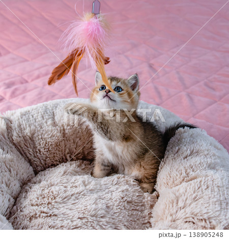 Kitten plays with a toy. 138905248