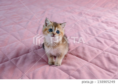 British breed kitten on a pink background. British breed kitten on a pink background. 138905249