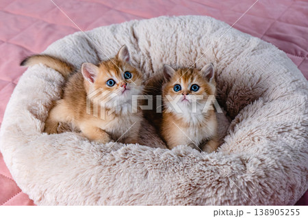 A group of kittens of the British breed in a cat bed. 138905255