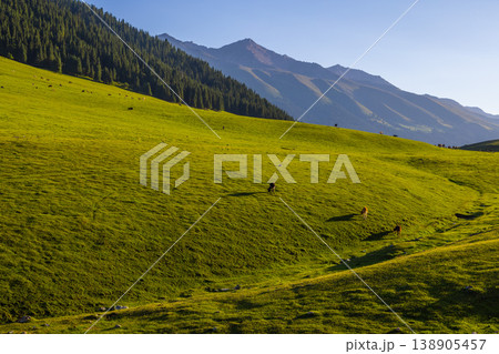Cattle grazing in serene mountain meadow, Kyrgyzstan Cattle grazing in serene mountain meadow, Kyrgyzstan 138905457