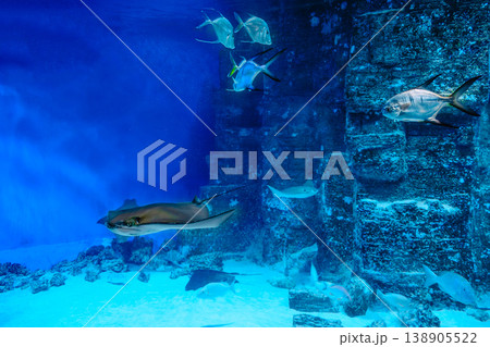 Various fishes and stingray swim in the oceanarium Various fishes and stingray swim in the oceanarium 138905522