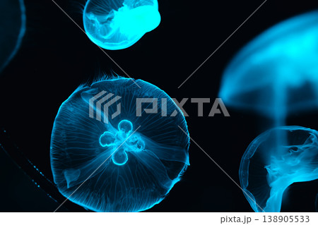 Sea and ocean jellyfish swim in the water close-up. 138905533