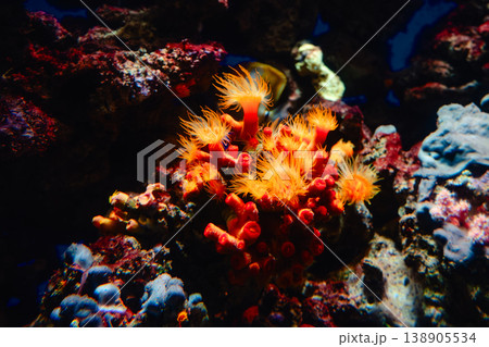Flower of marine living coral and reef flowers Flower of marine living coral and reef flowers 138905534