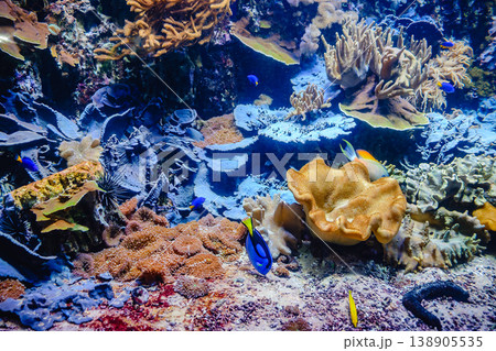Coral Reef and Tropical Fish Coral Reef and Tropical Fish 138905535