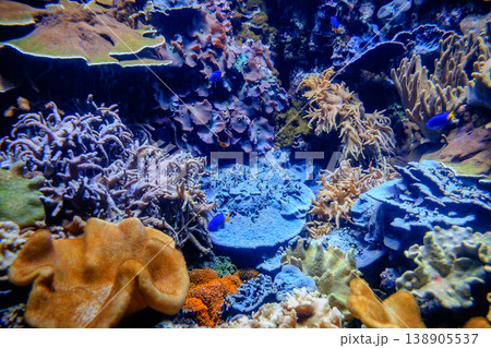 Coral Reef and Tropical Fish Coral Reef and Tropical Fish 138905537