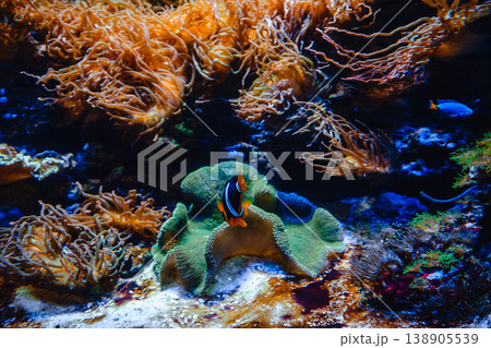 Coral Reef and Tropical Fish 138905539
