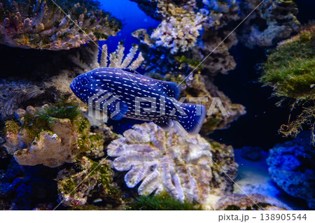 Exotic white-striped blue fish swimming in the aquarium Exotic white-striped blue fish swimming in the aquarium 138905544