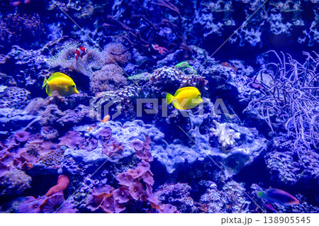 Coral Reef and Tropical Fish Coral Reef and Tropical Fish 138905545