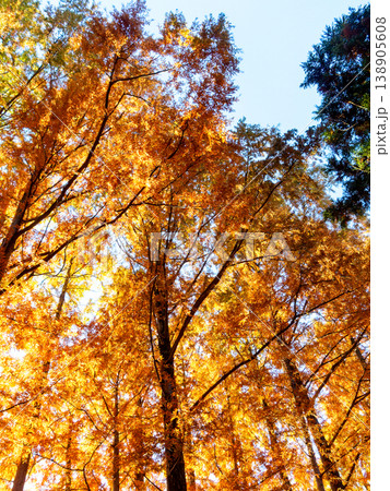 メタセコイアの大木の美しい紅葉 メタセコイアの大木の美しい紅葉 138905608