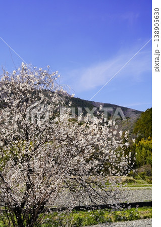 春の青空と白い雲と桜 春の青空と白い雲と桜 138905630