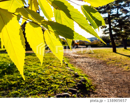 夕陽に照らされた美しい黄葉 138905657