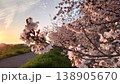 春の夕暮れと満開の桜の顔 138905670