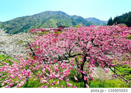 南信州阿智村 日本一の花桃の里 南信州阿智村 日本一の花桃の里 138905683