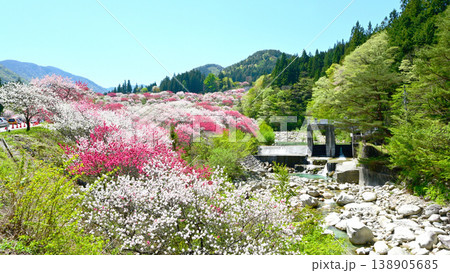 南信州阿智村 日本一の花桃の里 138905685
