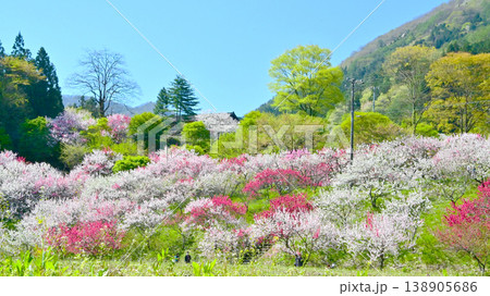 南信州阿智村 日本一の花桃の里 南信州阿智村 日本一の花桃の里 138905686
