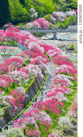 南信州阿智村 日本一の花桃の里 138905689