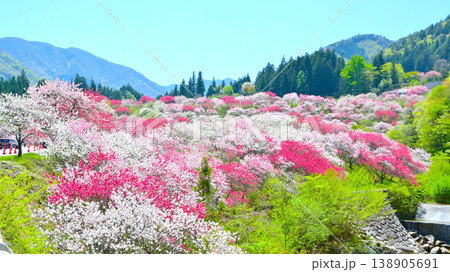 南信州阿智村 日本一の花桃の里 138905691