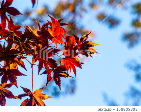 秋晴れに映える鮮やかに色づいた紅葉 138905805