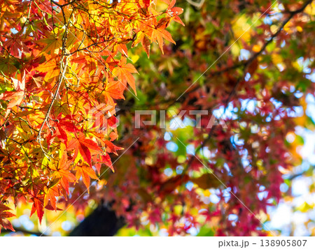 秋晴れに映える鮮やかに色づいた紅葉 秋晴れに映える鮮やかに色づいた紅葉 138905807