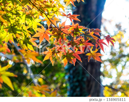 秋晴れに映える鮮やかに色づいた紅葉 秋晴れに映える鮮やかに色づいた紅葉 138905811