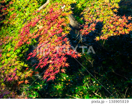 秋晴れに映える鮮やかに色づいた紅葉 秋晴れに映える鮮やかに色づいた紅葉 138905819