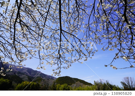 春の青空と白い雲と桜　 138905820