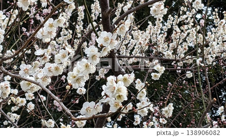 ウメの花 138906082