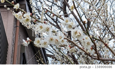 ウメの花 138906086