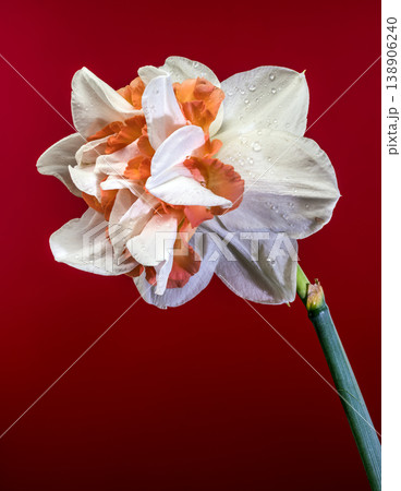 White And Orange Narcissus Flower On Red Background White And Orange Narcissus Flower On Red Background 138906240