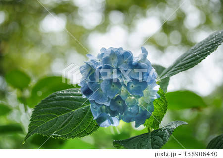 青い紫陽・花葉っぱを広げて飛んでるみたい 138906430