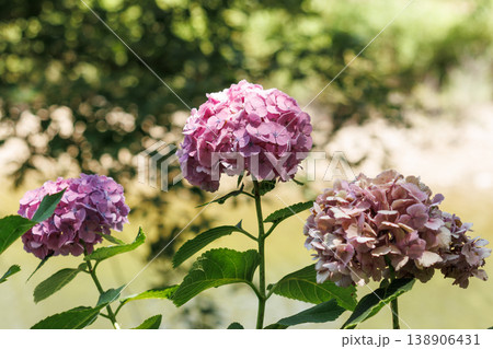 梅雨の晴れ間に咲く紫陽花 梅雨の晴れ間に咲く紫陽花 138906431