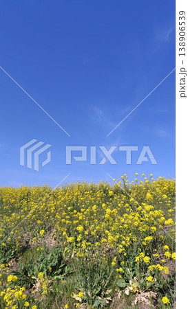 一面の菜の花畑と快晴の青空 一面の菜の花畑と快晴の青空 138906539