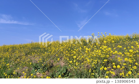 一面の菜の花畑と快晴の青空 一面の菜の花畑と快晴の青空 138906543