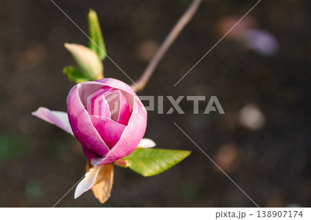 Pink magnolia blossom close up on branch in spring Pink magnolia blossom close up on branch in spring 138907174