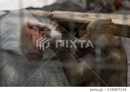 Hamadryads clean each other at the zoo. Monkeys clean each other at the zoo 138907242