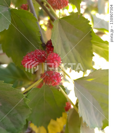 Mulberry fruits on plant in agriculture farm 138907304