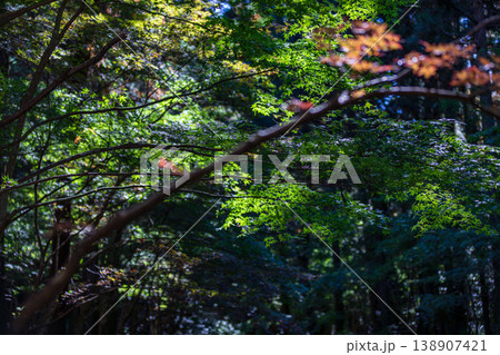 静岡県周智郡森町一宮 小國神社と周辺の風景 静岡県周智郡森町一宮 小國神社と周辺の風景 138907421