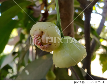 Jambu fruits ( Java apple, wax apple) the summer season fruits in India 138907561