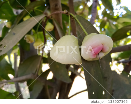 Jambu fruits ( Java apple, wax apple) the summer season fruits in India 138907563