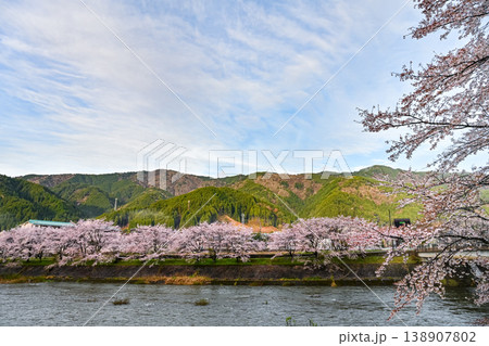 澄んだ青空背景の朝方の桜と長良川の風景写真　【岐阜県　郡上市】 138907802