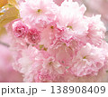 春の日差しを浴びて咲く満開の桜 138908409