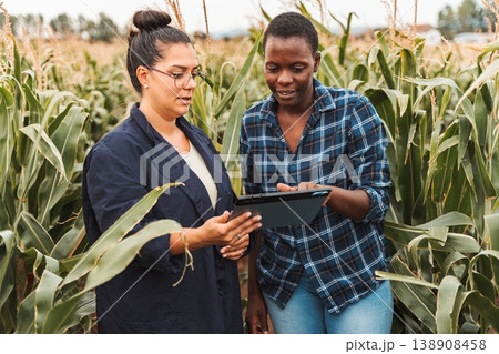 Agronomist showing corn crops to farmer on digital tablet Agronomist showing corn crops to farmer on digital tablet 138908458
