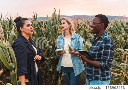 Farmers inspecting corn cobs in cultivated field at sunset 138908468