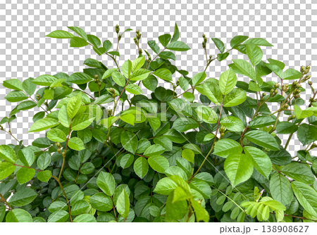 美麗的綠葉剪紙素材(透明背景) 美麗的綠葉剪紙素材(透明背景) 138908627