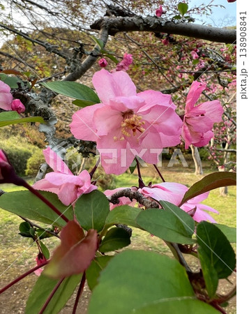ピンク色の花びら、ピンク色の花海棠の花、ハナカイドウの花 ピンク色の花びら、ピンク色の花海棠の花、ハナカイドウの花 138908841