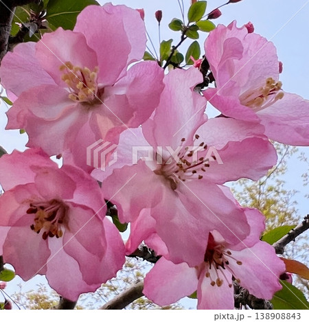 ピンク色の花びら、ピンク色の花海棠の花、ハナカイドウの花 ピンク色の花びら、ピンク色の花海棠の花、ハナカイドウの花 138908843