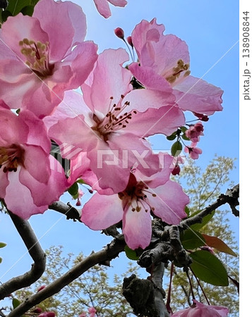 ピンク色の花びら、ピンク色の花海棠の花、ハナカイドウの花 ピンク色の花びら、ピンク色の花海棠の花、ハナカイドウの花 138908844